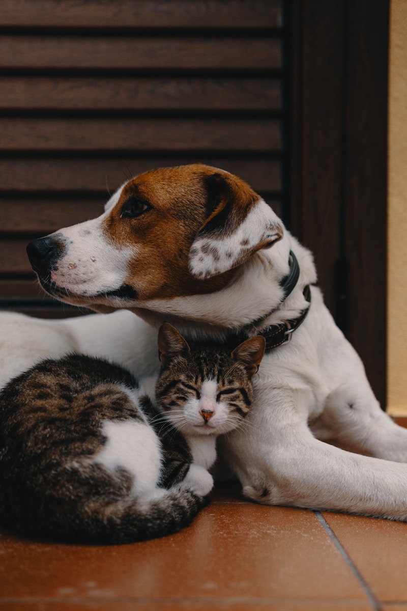 short-coated white and brown puppy with white and grey cat fully insured with pet insurance